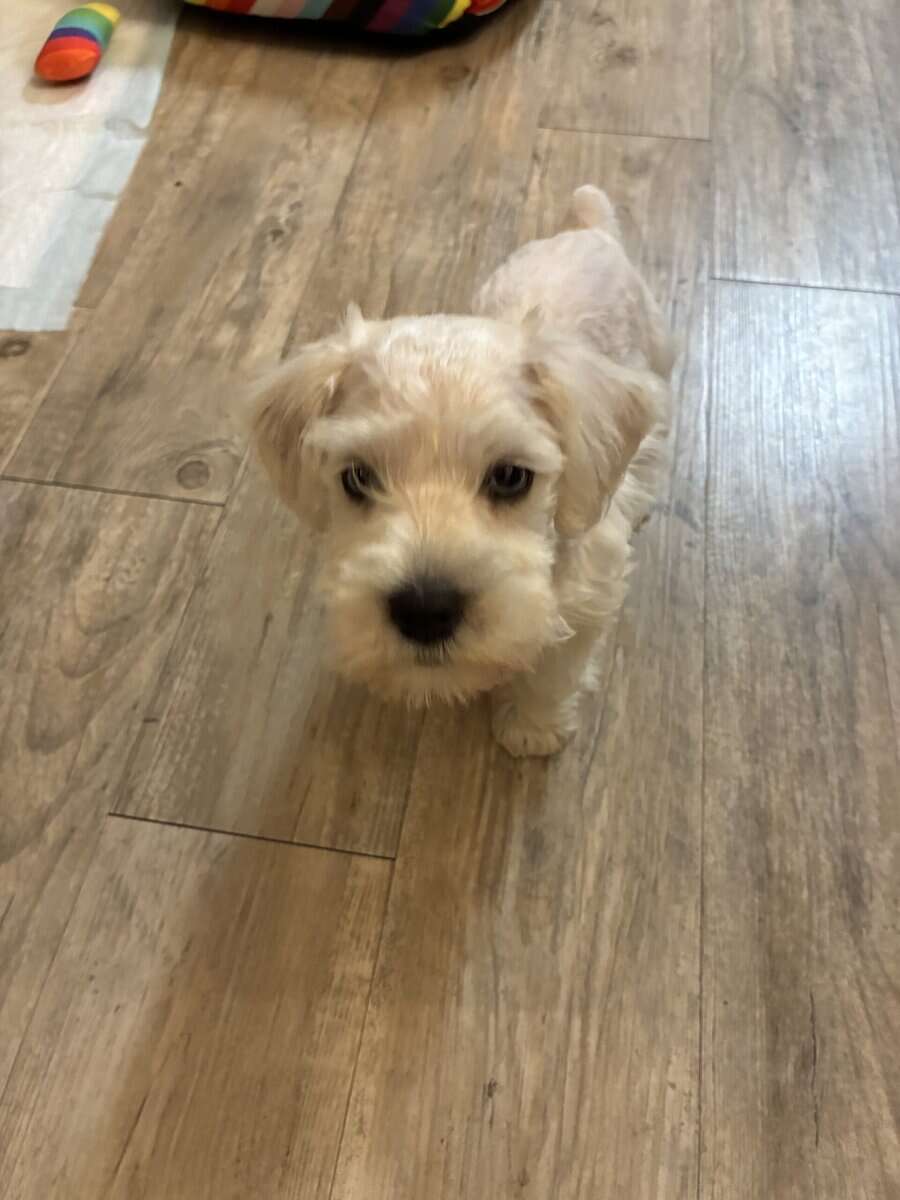 10 week old Miniature Schnauzer image 3