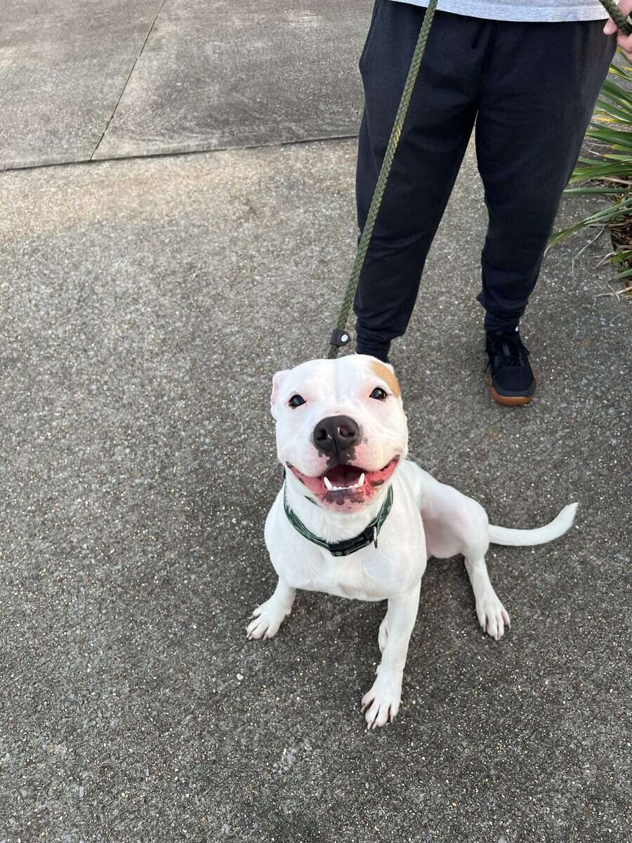 Looking for loving home for sweet Pit-Mix image 1