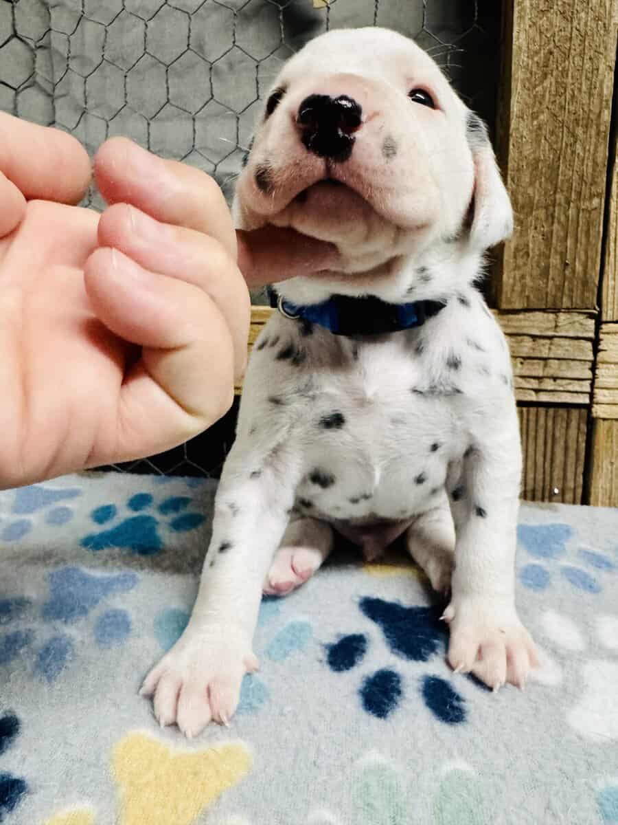 Breed Winner Dalmatian Puppies image 6