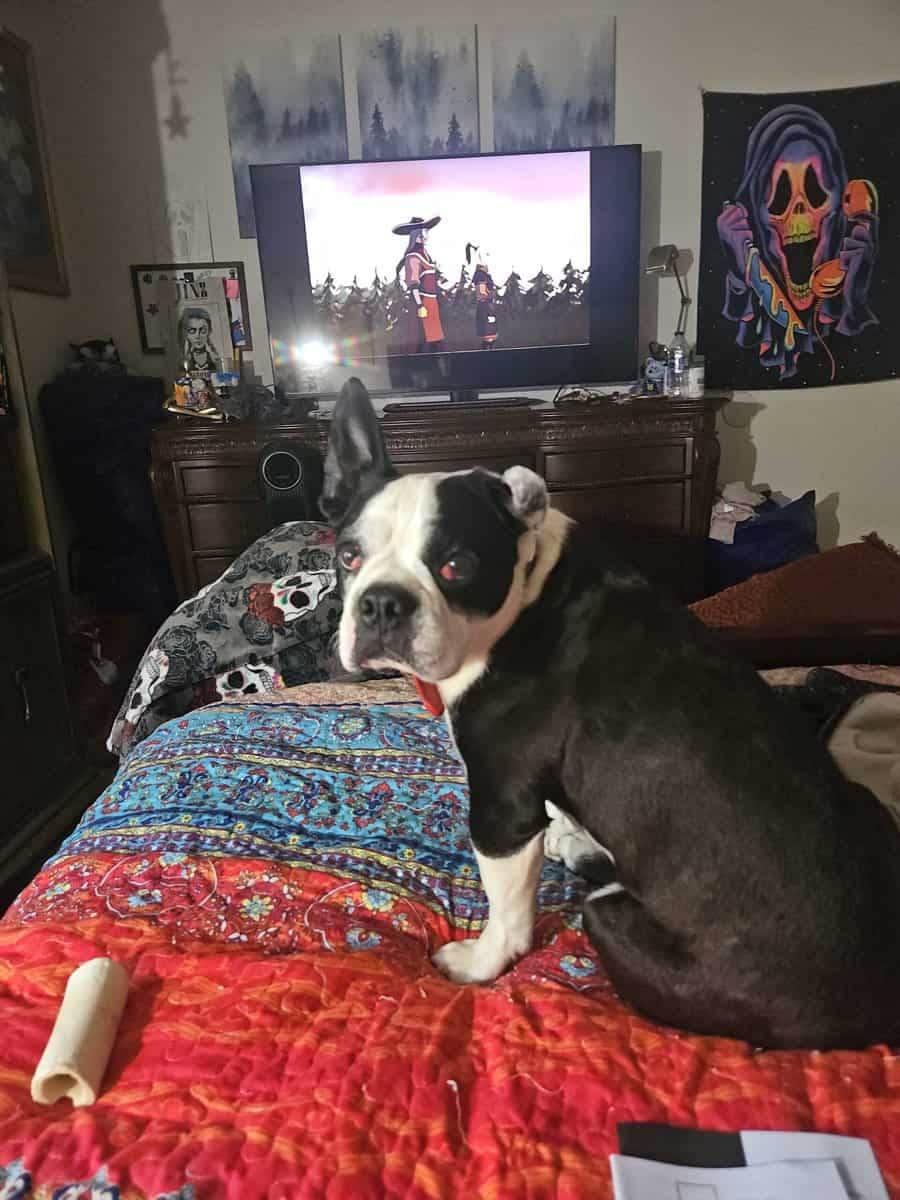 Frenchton Boston & Frenchi mix image 2