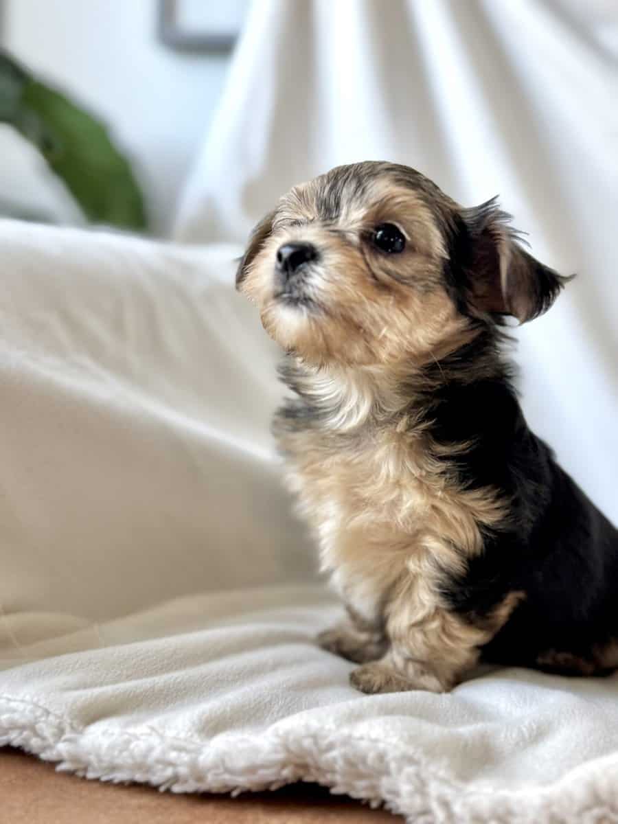 Morkie puppy image 4