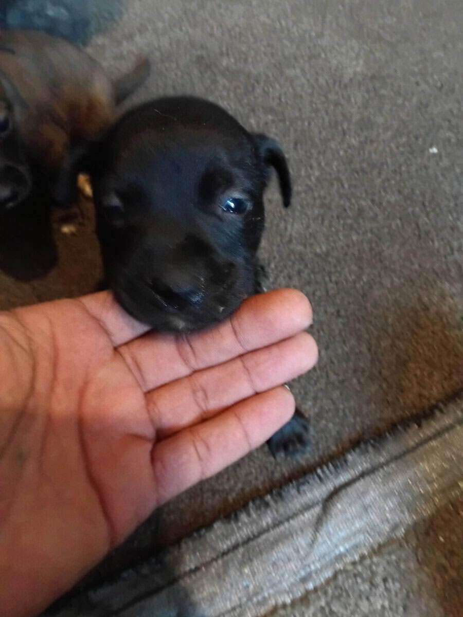 Beautiful baby pups image 1