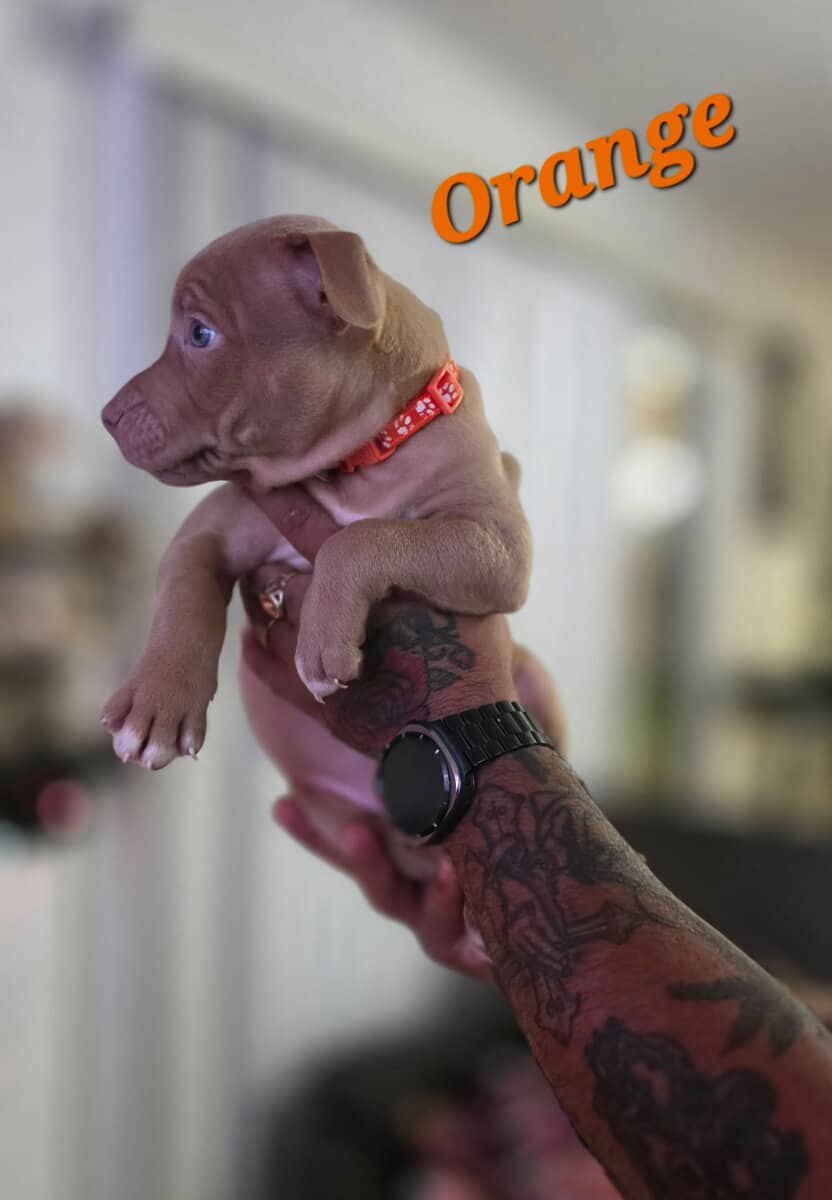 Male pitbull puppies image 3