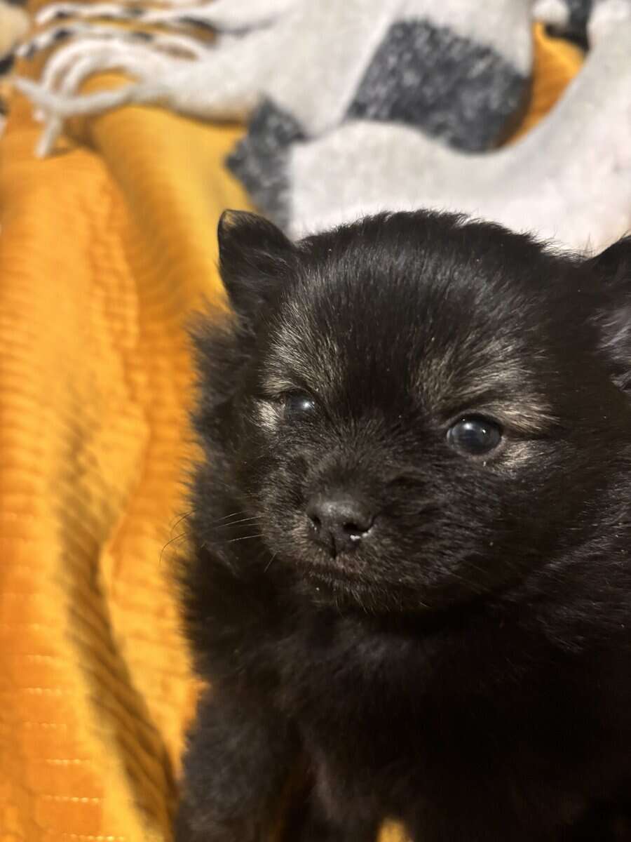 Pom puppy image 1