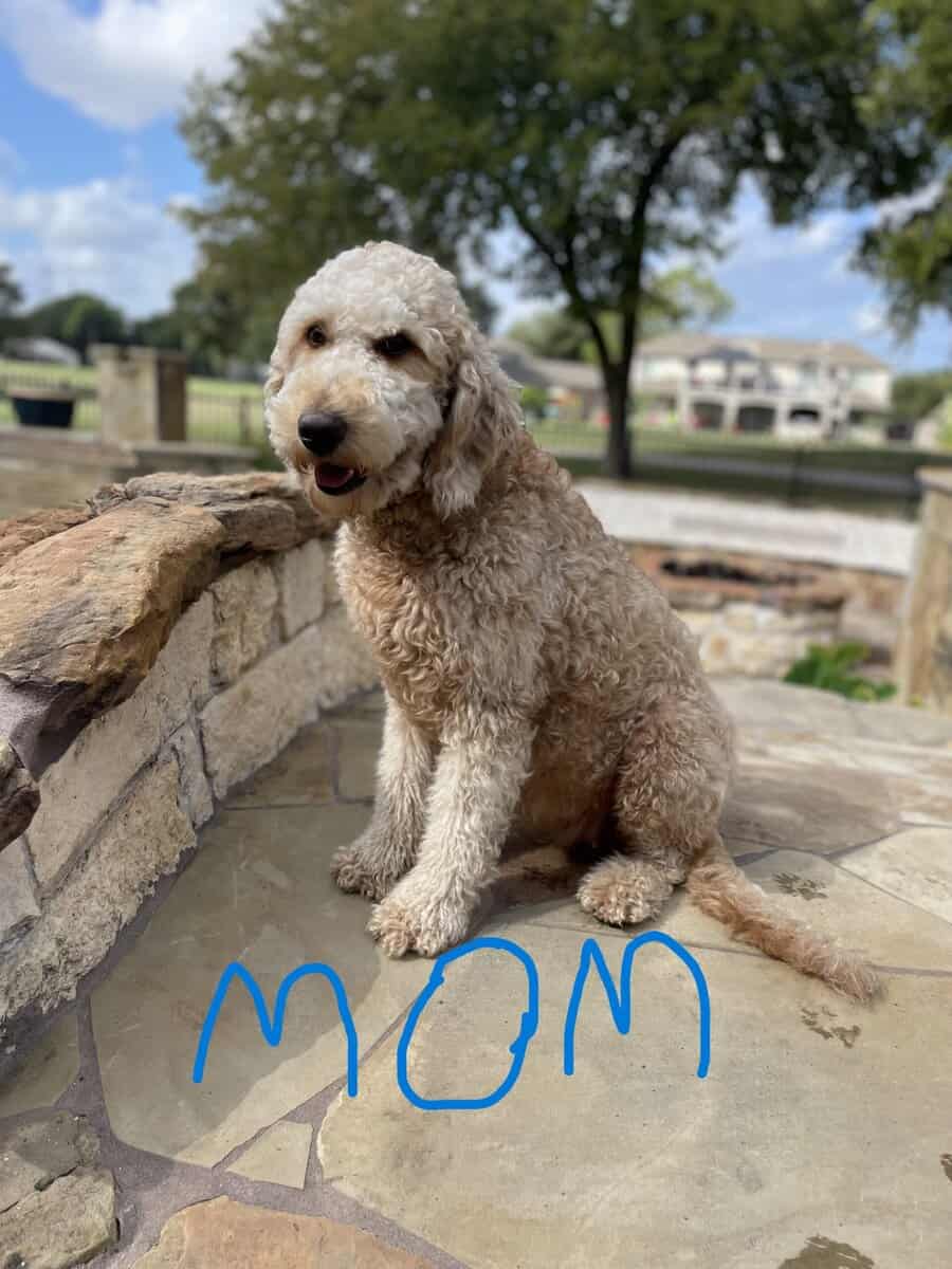 GORGEOUS GOLDENDOODLE PUPPIES! image 10