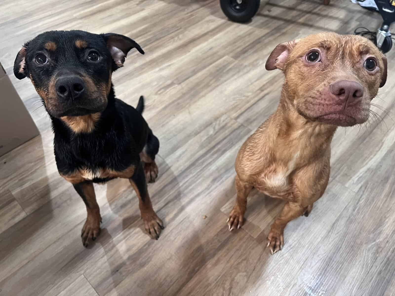 2 Dogs needing a good home image 3