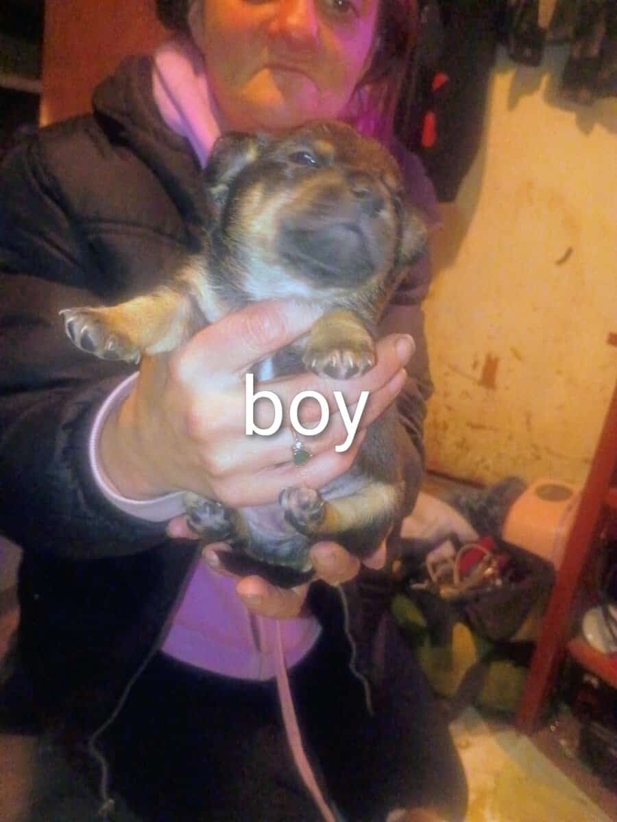 CHIWIENNIE PUPPIES READY FOR A GOOD HOME image 9