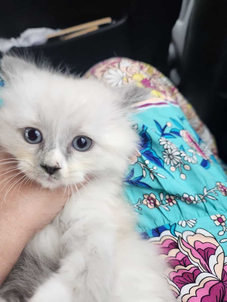 Blue Mitted long hair Ragdoll kitten 12 weeks $800 image 9