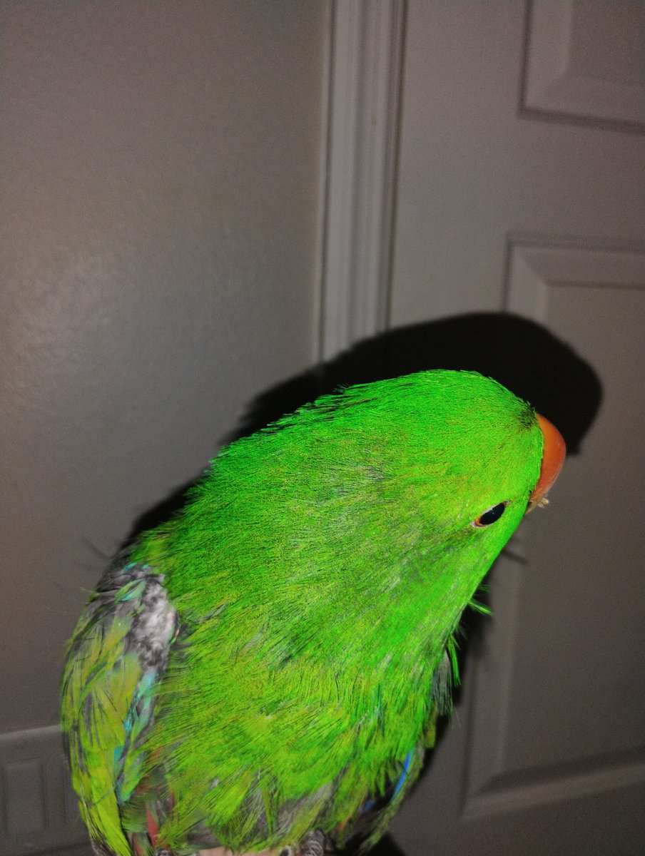 Eclectus Parrot for sale *cheap, free cage, food* image 2