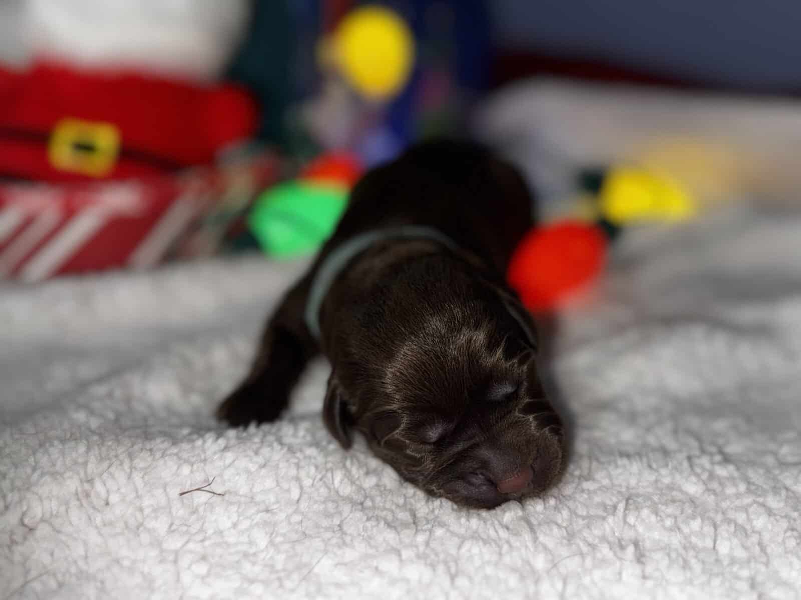 Akc Champion Bloodline Labrador Retrievers image 13