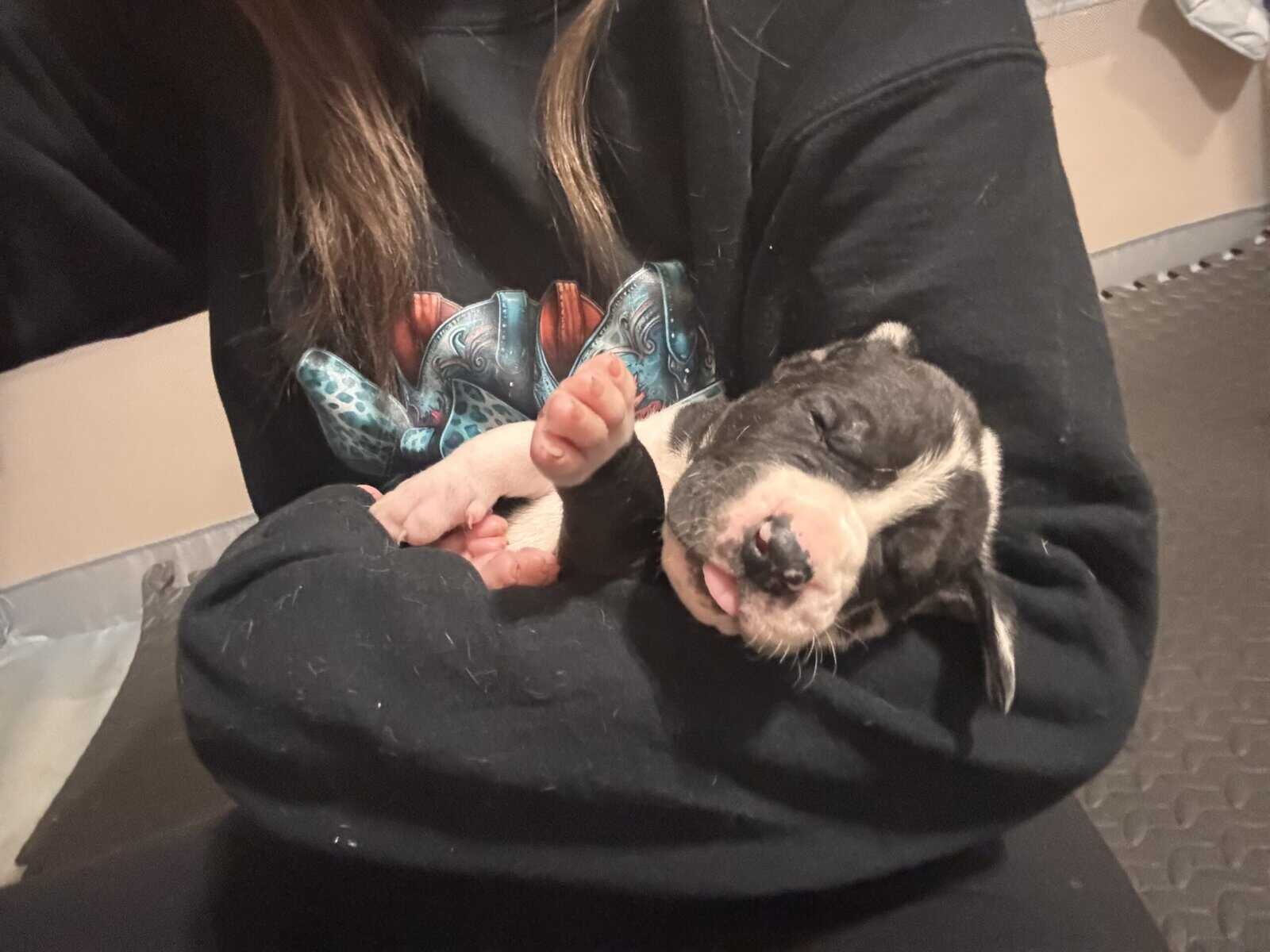 Great Dane Puppies | Gentle Giants in image 3