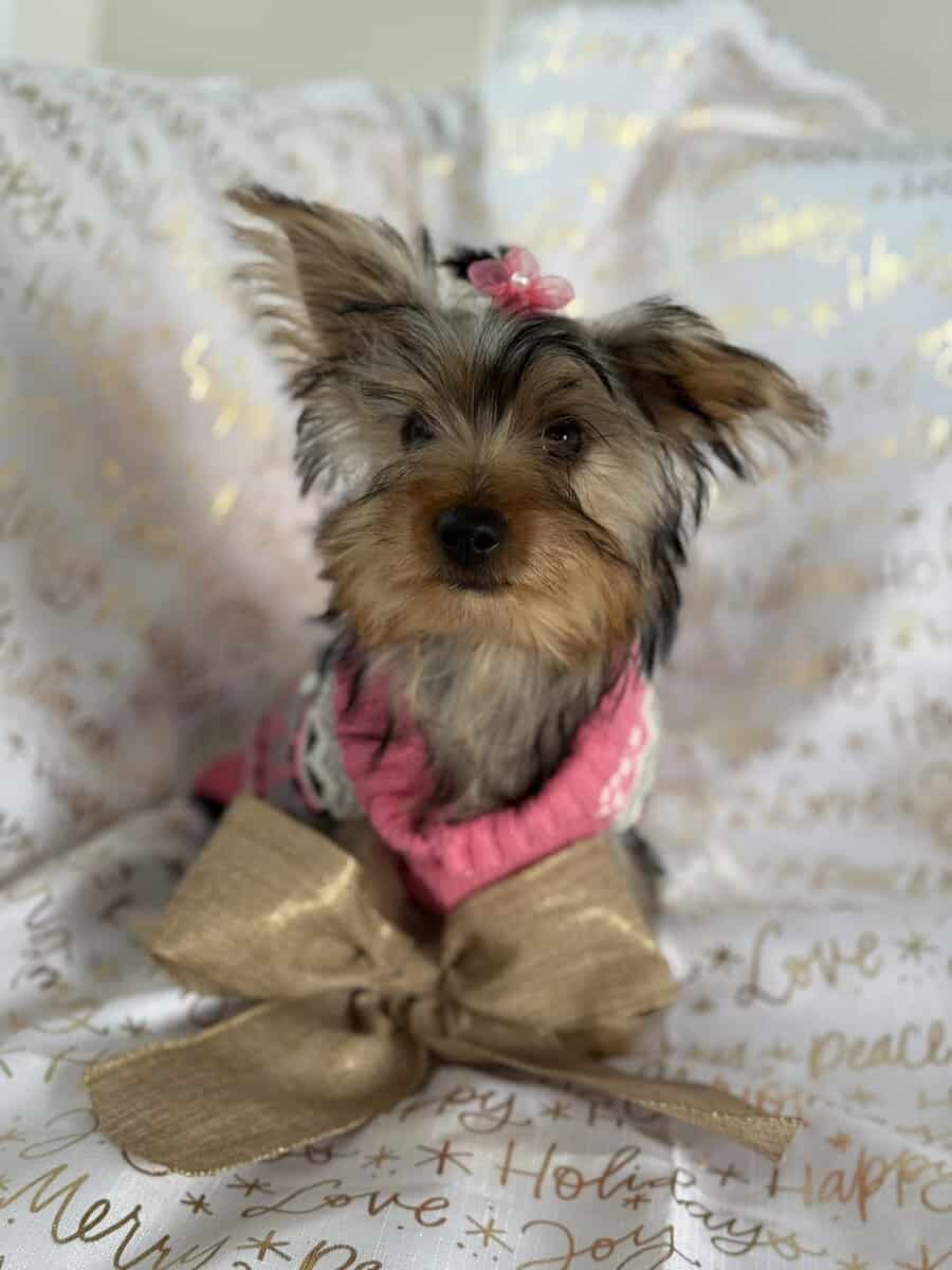 Yorkie terrier image 5