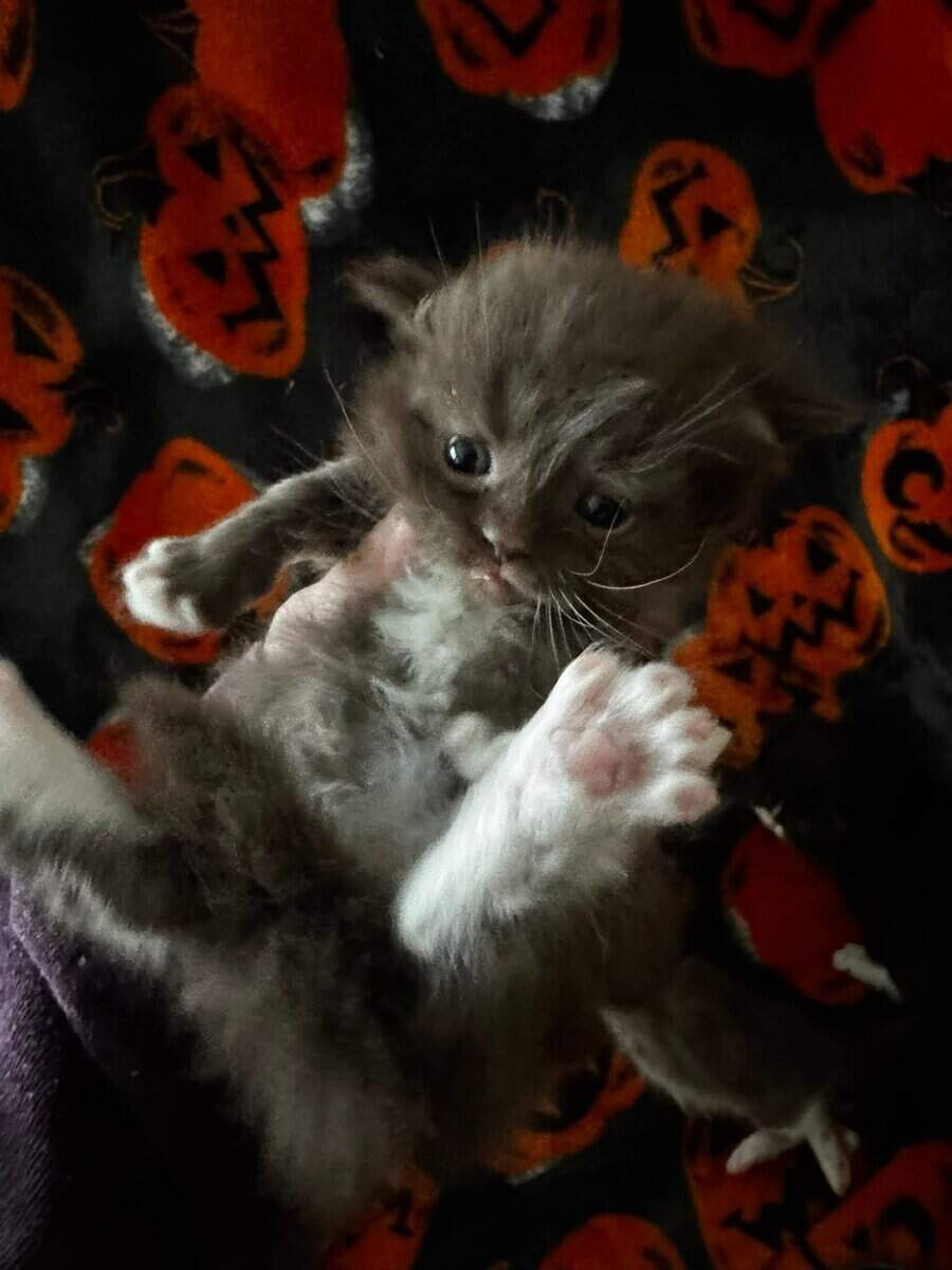 Chocolate mitted male munchkin standard image 7