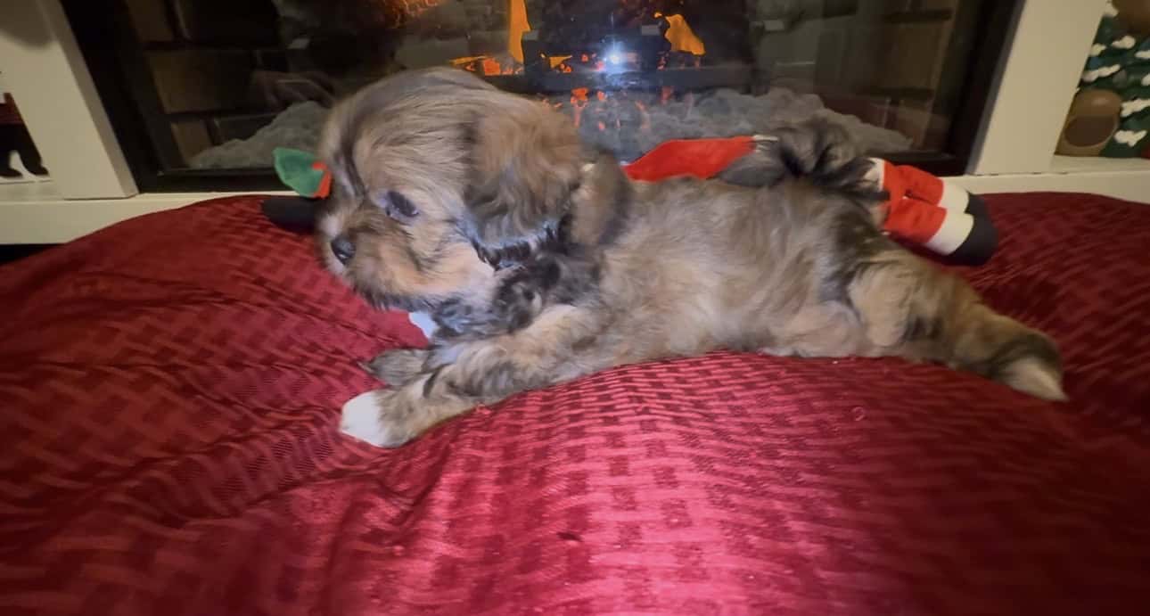 Santa’s sweetest Lhasa sidekick with video! image 3