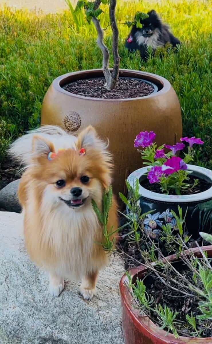 Adorable Pomeranian Puppies image 19