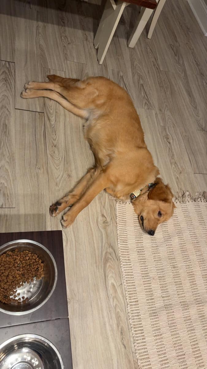 The Perfect Golden Retriever image 3
