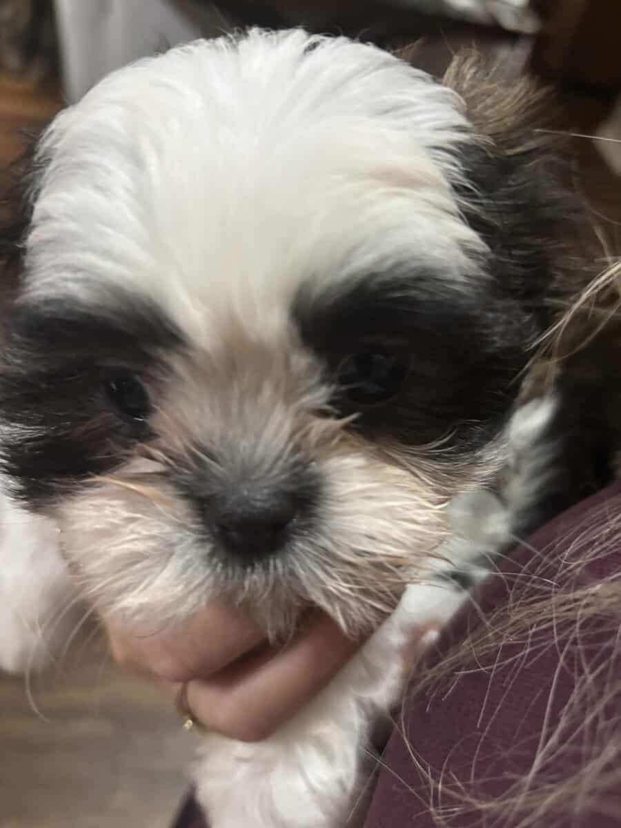 Shin Tzu puppy image 2
