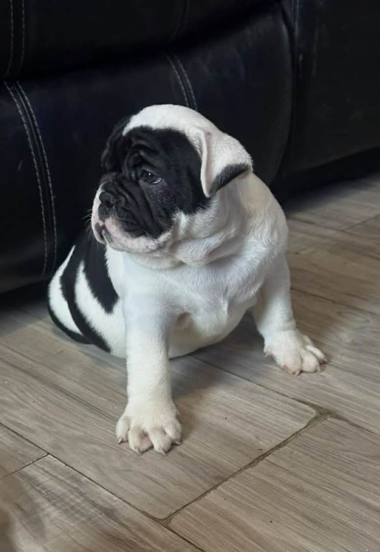 Female olde English bulldog image 3