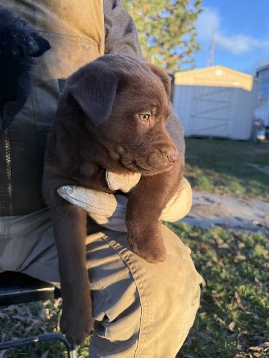 Lab mix puppies! image 3