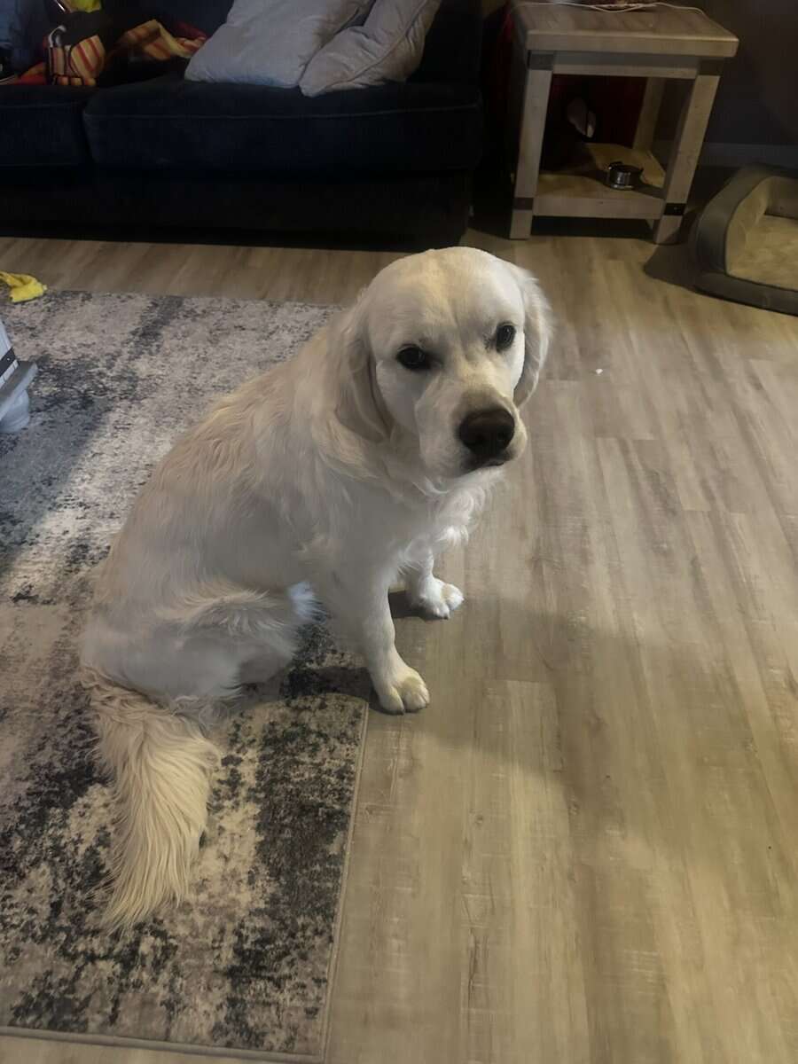 English cream golden retriever image 1