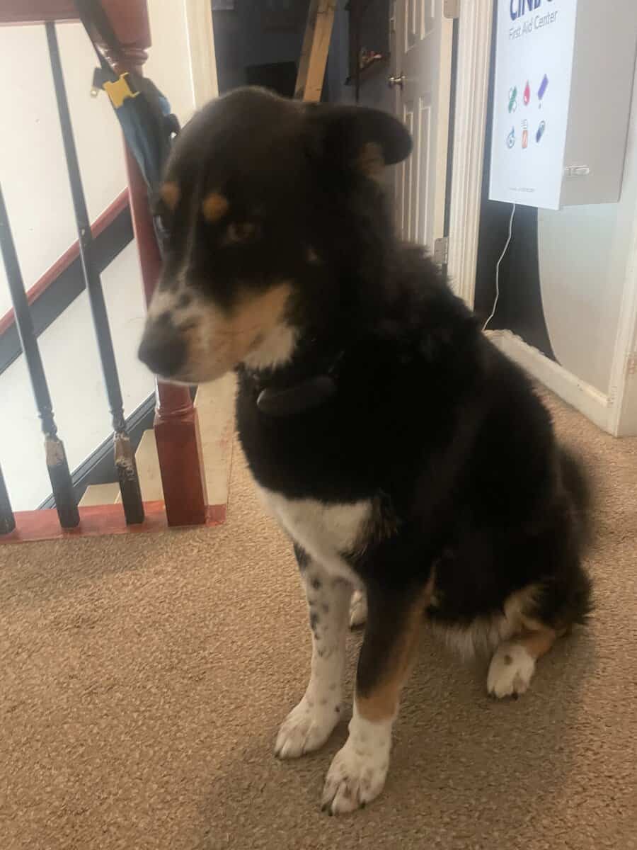 Female Husky/Australian Shepherd image 3