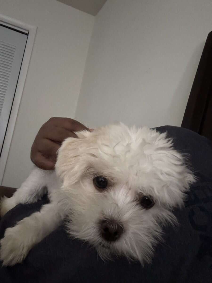 1-Year-Old Shih Tzu / Maltese Mix – Sweet, Loving, image 1
