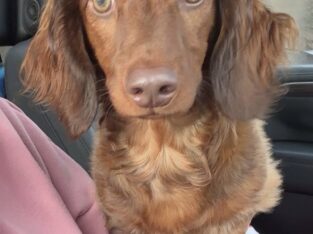 1year old male Dachshund