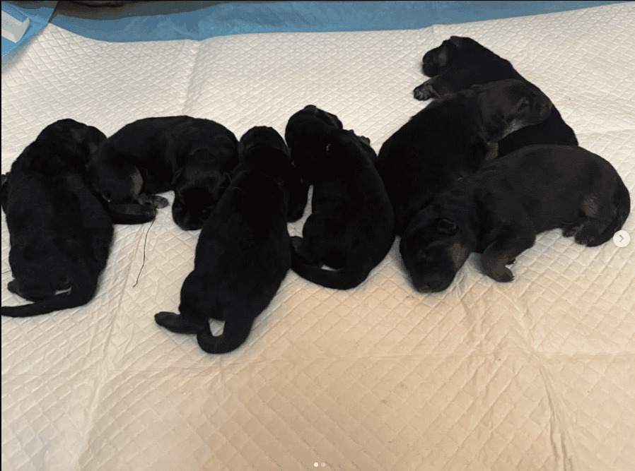 Rodner German Shepherds image 3