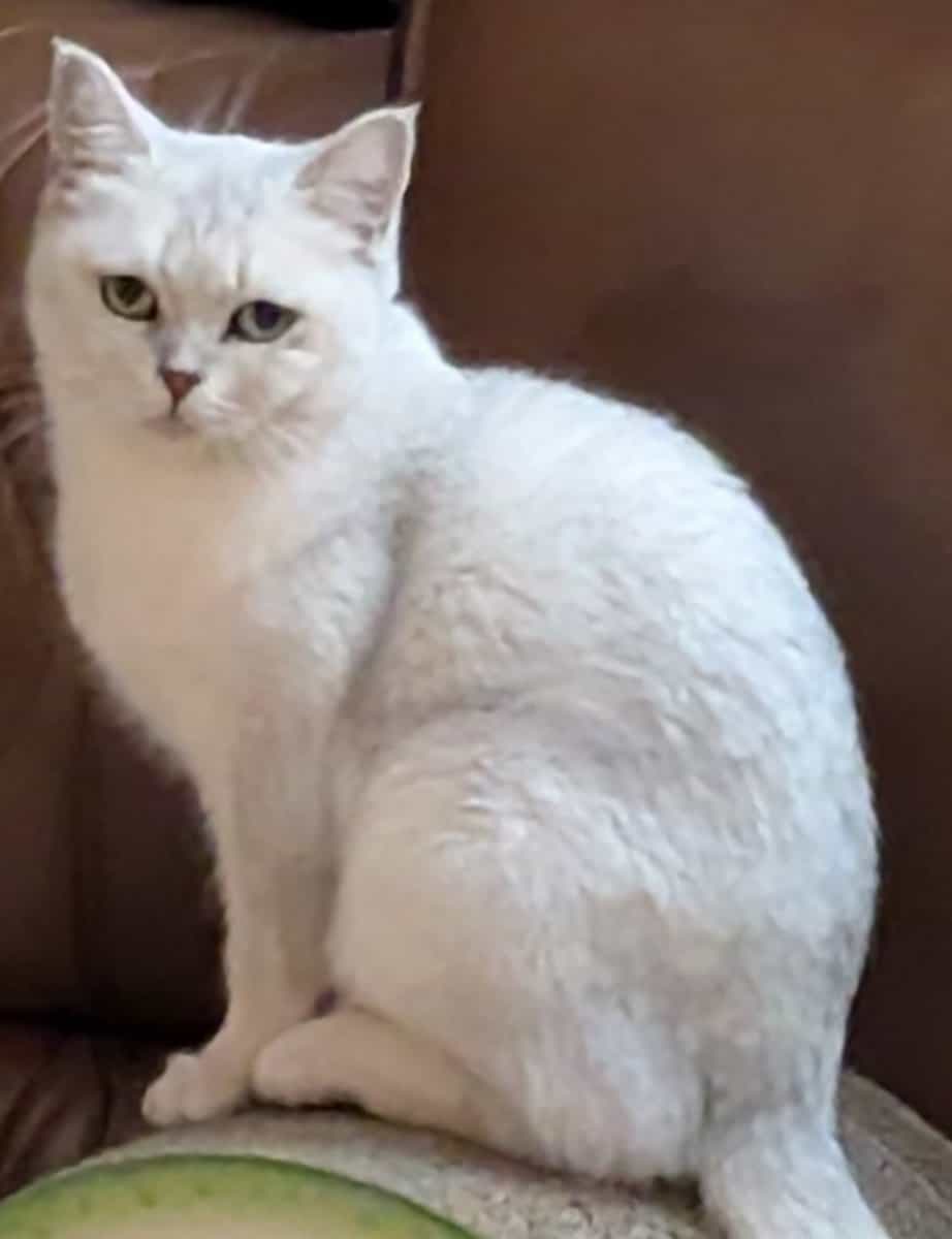 Please give this Green-Eyed Beauty a Home image 2