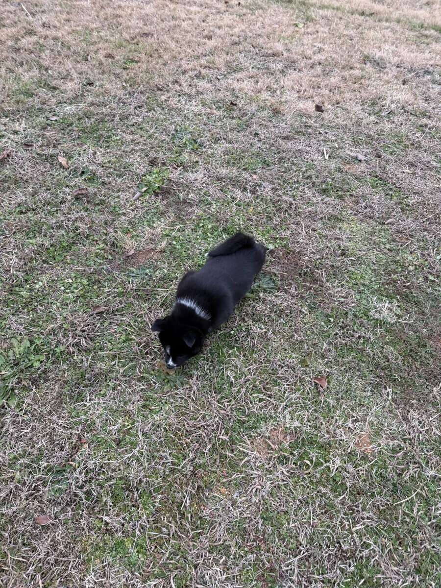 Aurora the Pomsky image 6