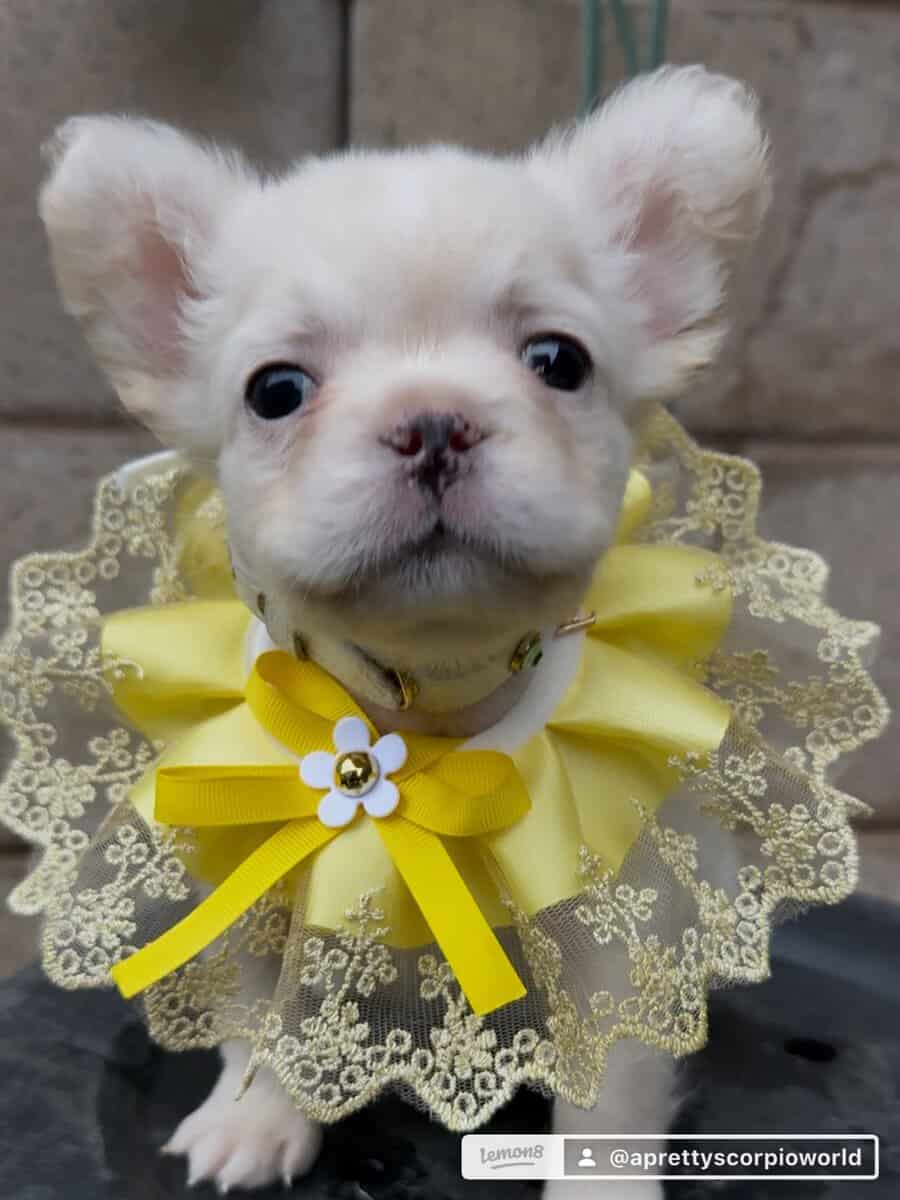 French bulldog puppy image 2