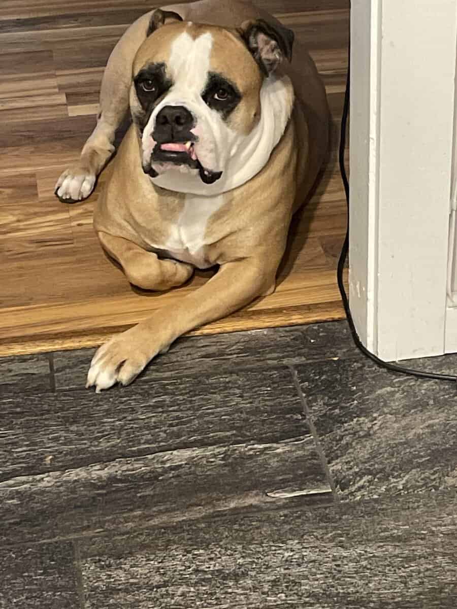 Bruno, American Bulldog image 6