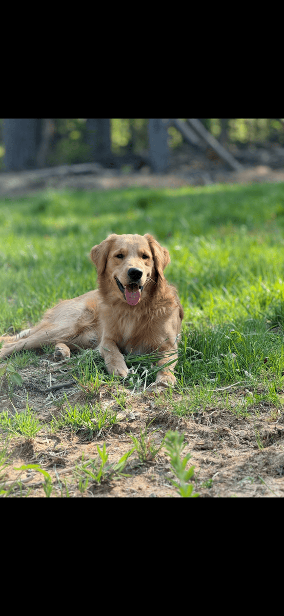 AKC Golden Retriever pups image 14