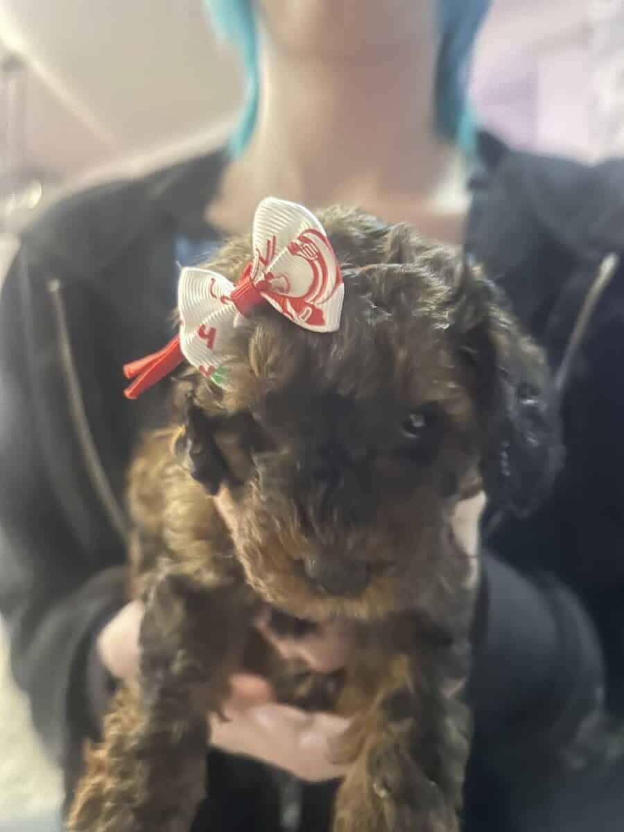 Tiny Doodle Puppies for Christmas in Iowa image 23