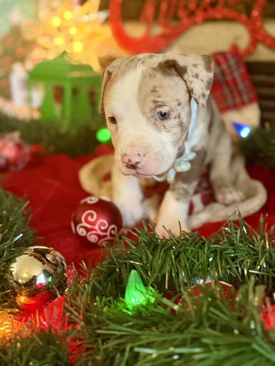 Chocolate Tri Merle Pitbulls image 6