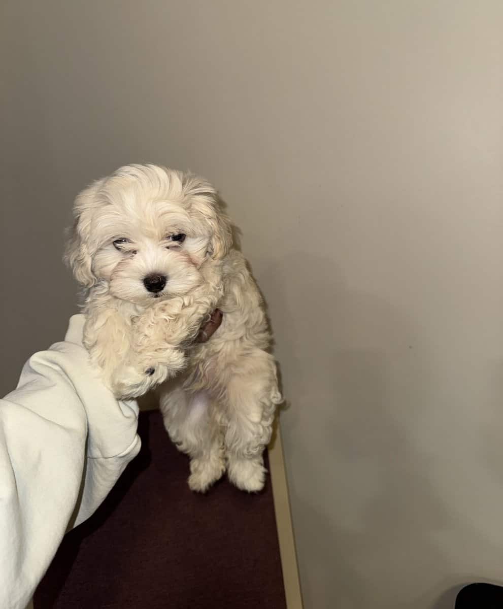 Pluto (Poochon) image 3