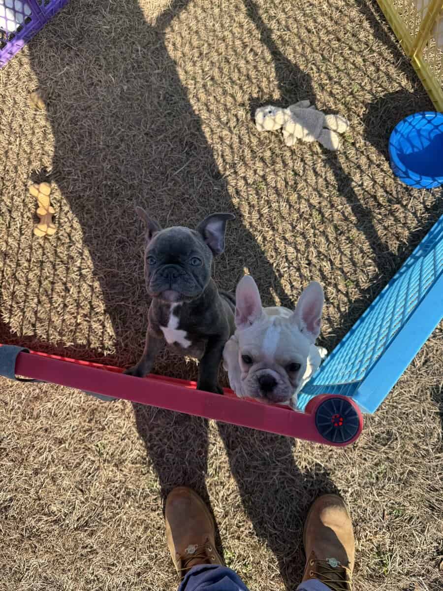 Purebred French bulldog pups image 6