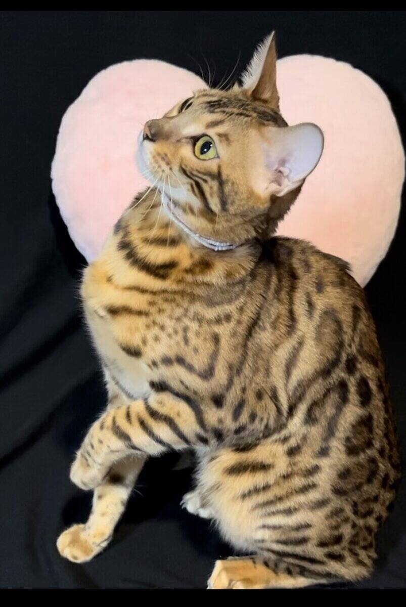 Bengal Cat female looking for home image 2
