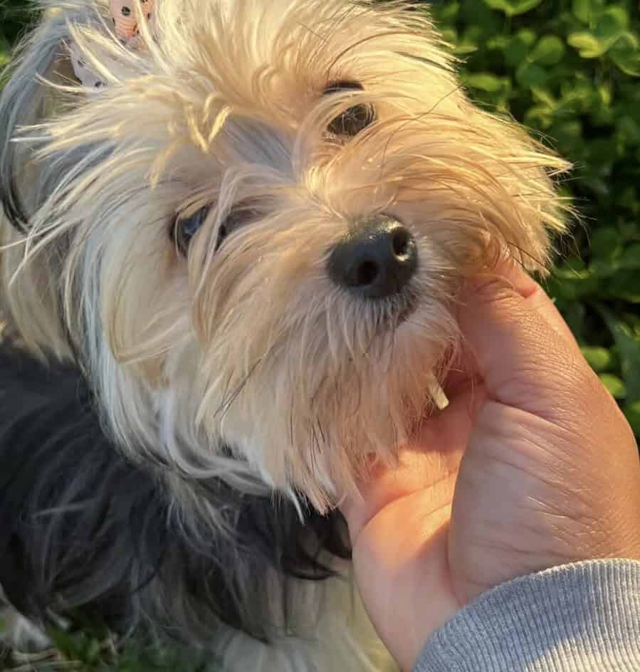 🐾 Meet Nani image 1
