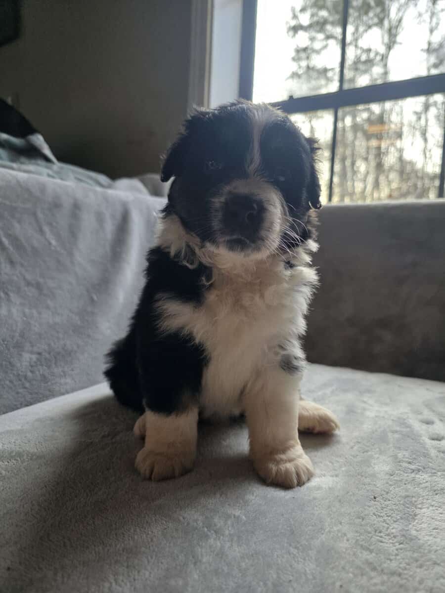Australian shepherd puppies image 4