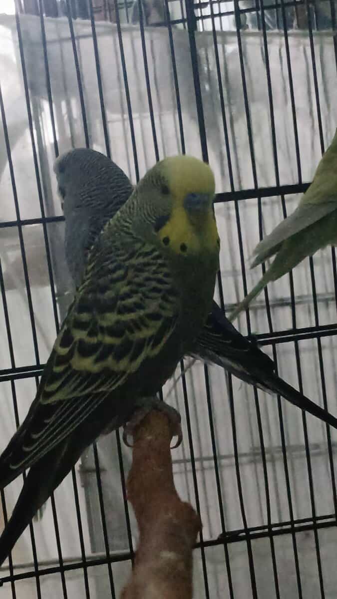 Sprite - Grey green budgie image 3