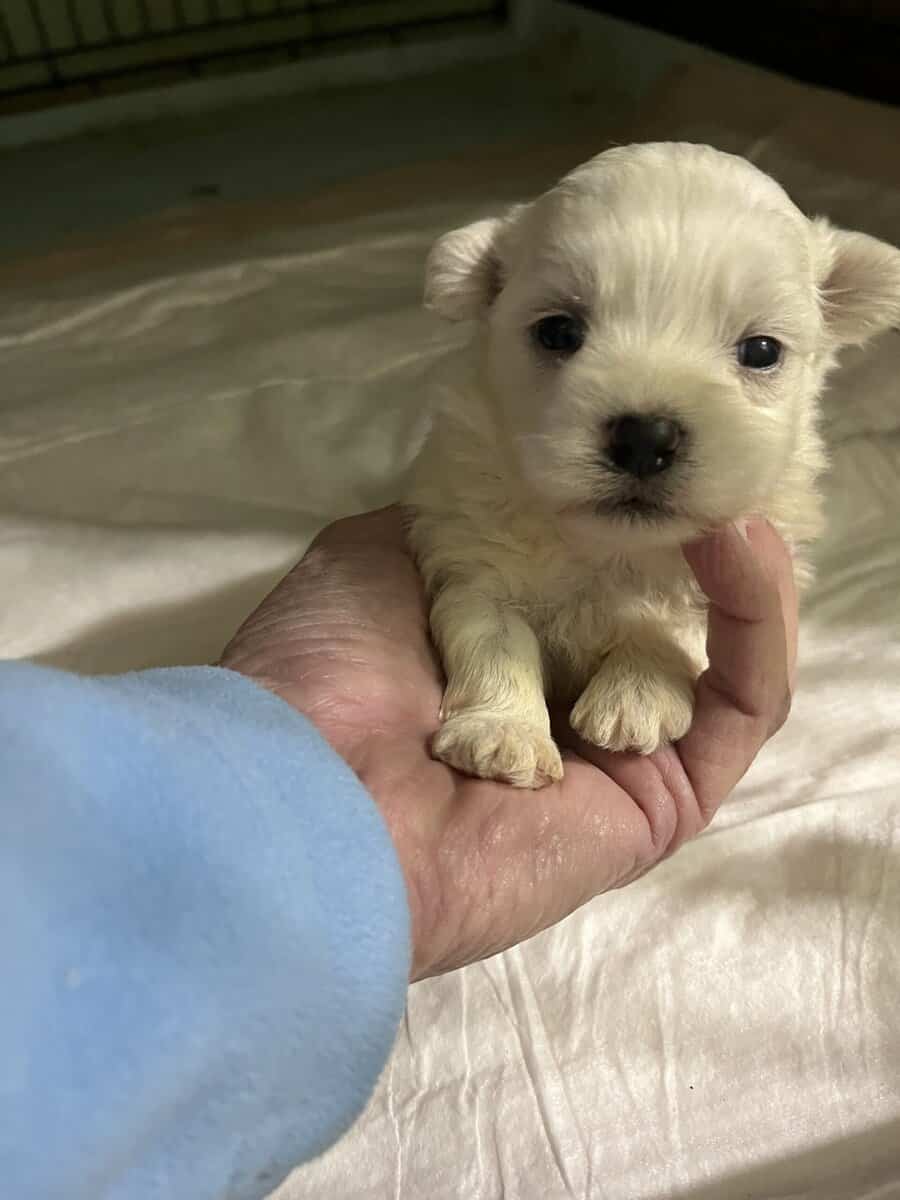 Maltese A.K.C. Male Puppies For Sale image 3