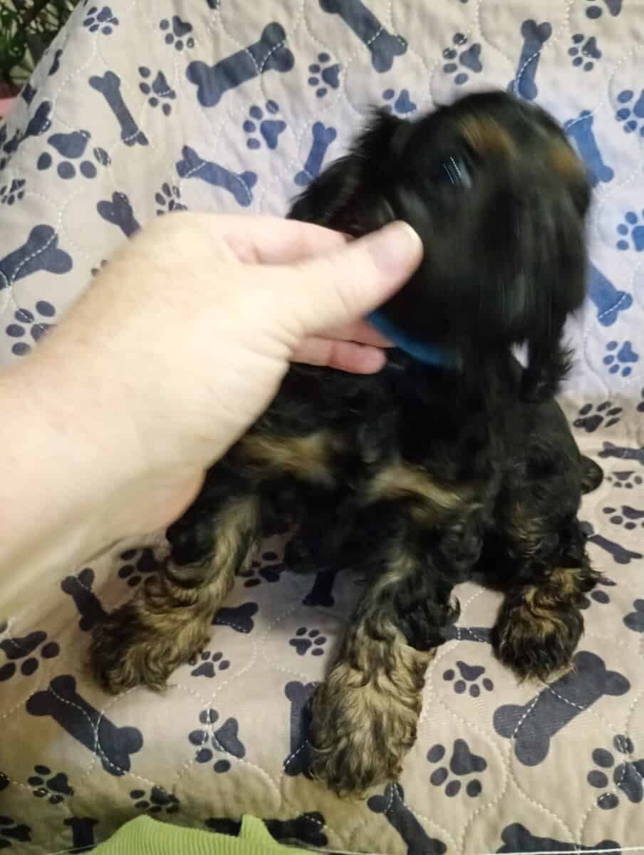 Cocker spaniel girls image 12
