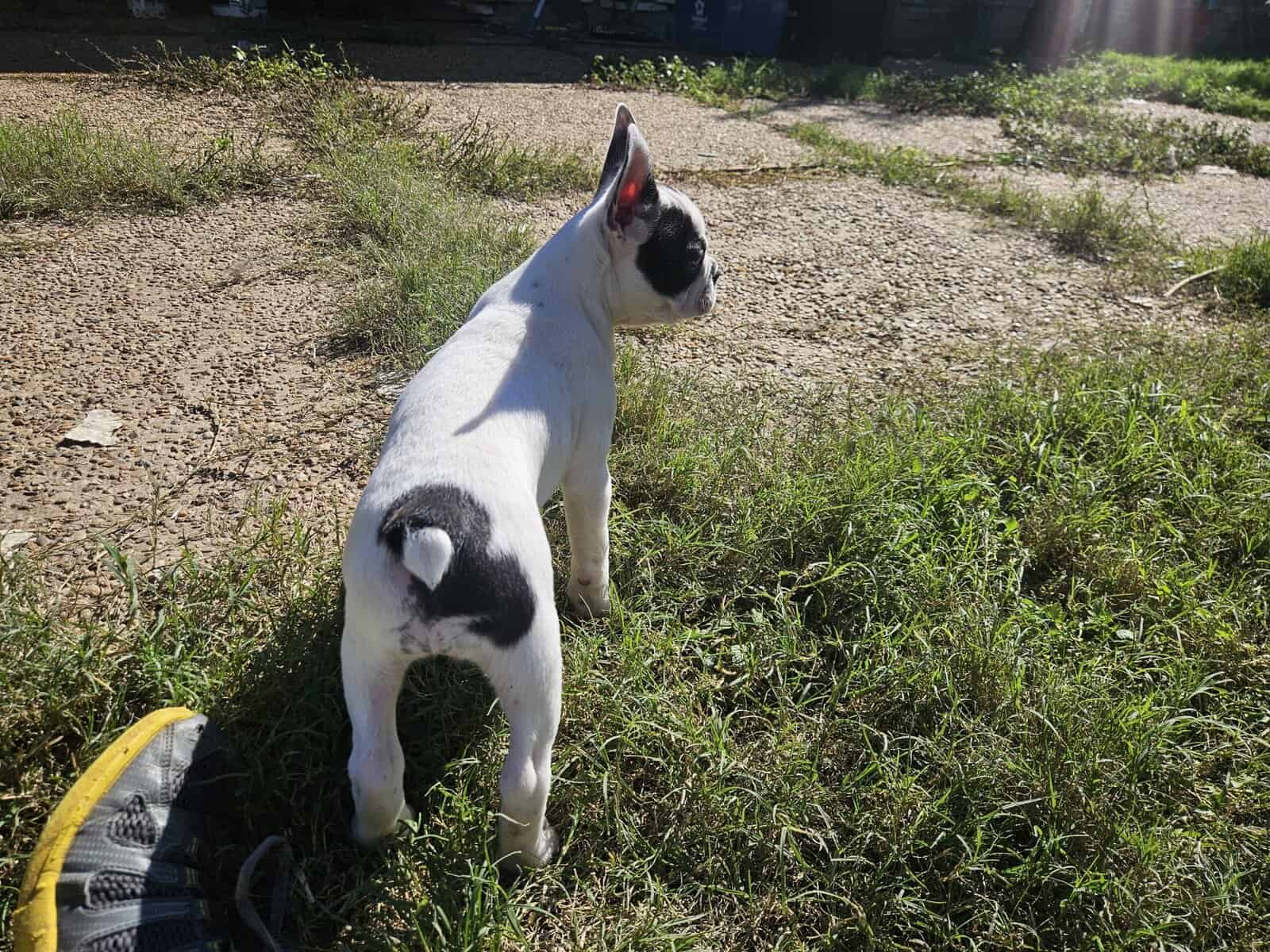 Frenchton image 3