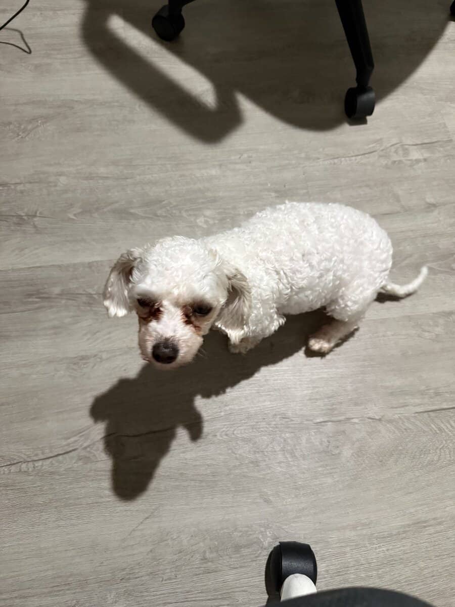 free dog, found and allergic to dog image 2