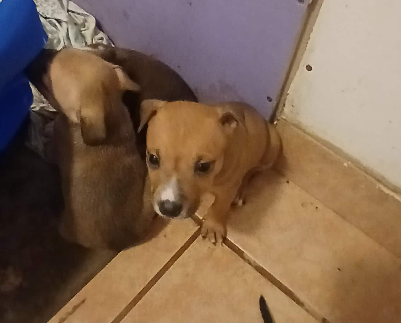 Puppies image 4