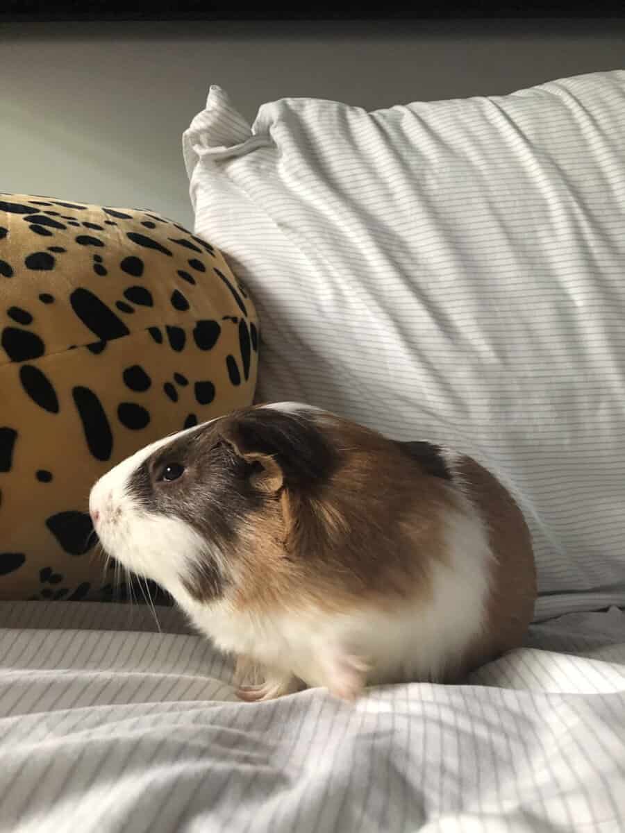 2 Male Guinea Pigs. image 1