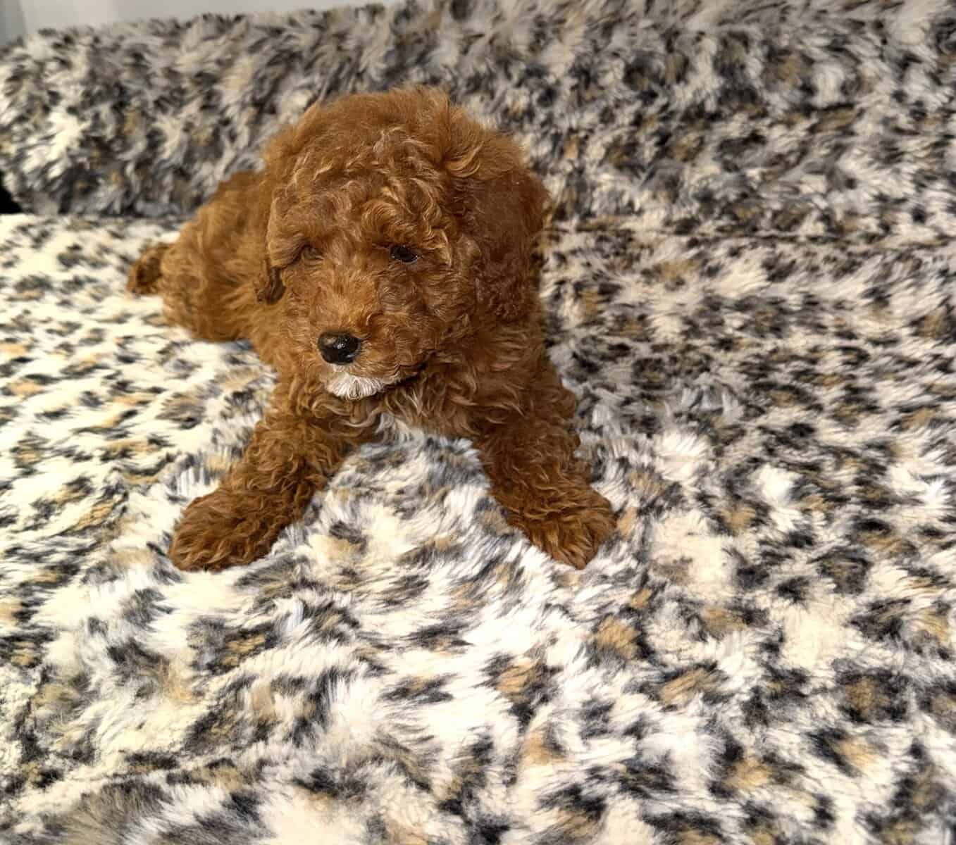 MINI POODLE PUPPY image 3
