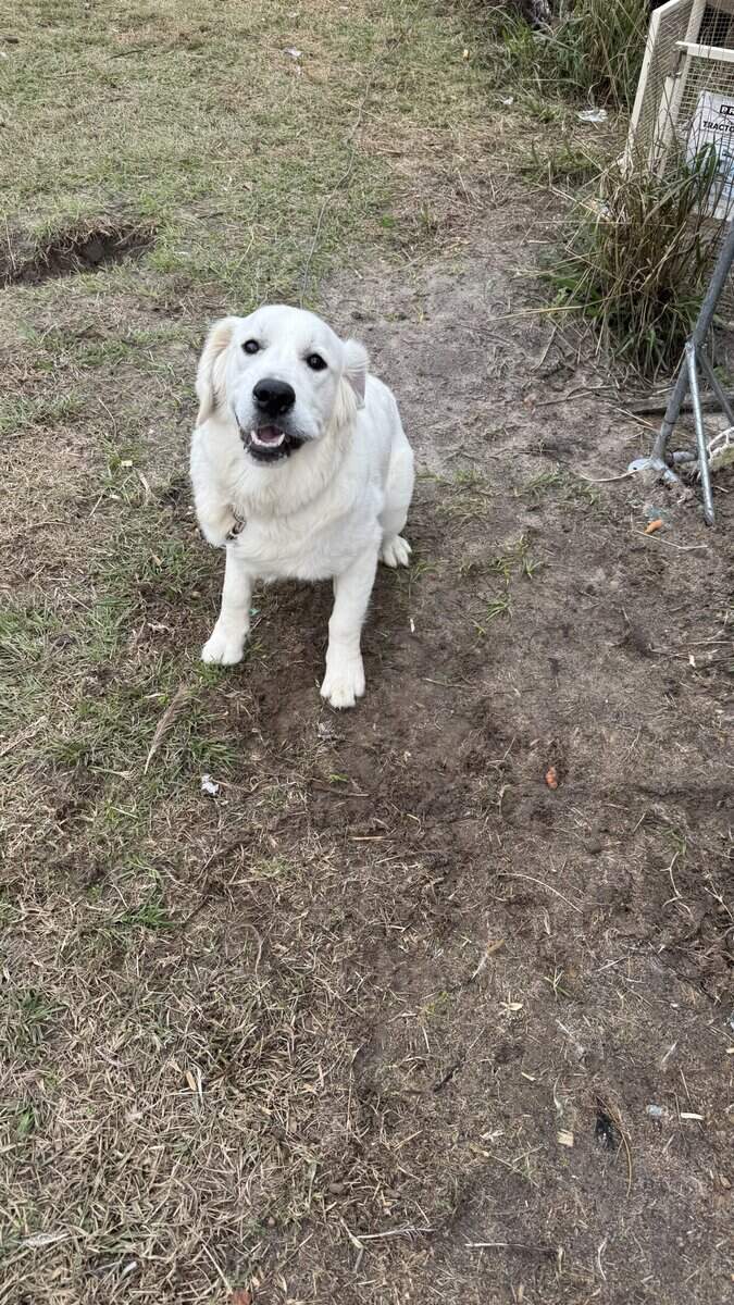 Golden Retriever Puppy (cream/white) image 1