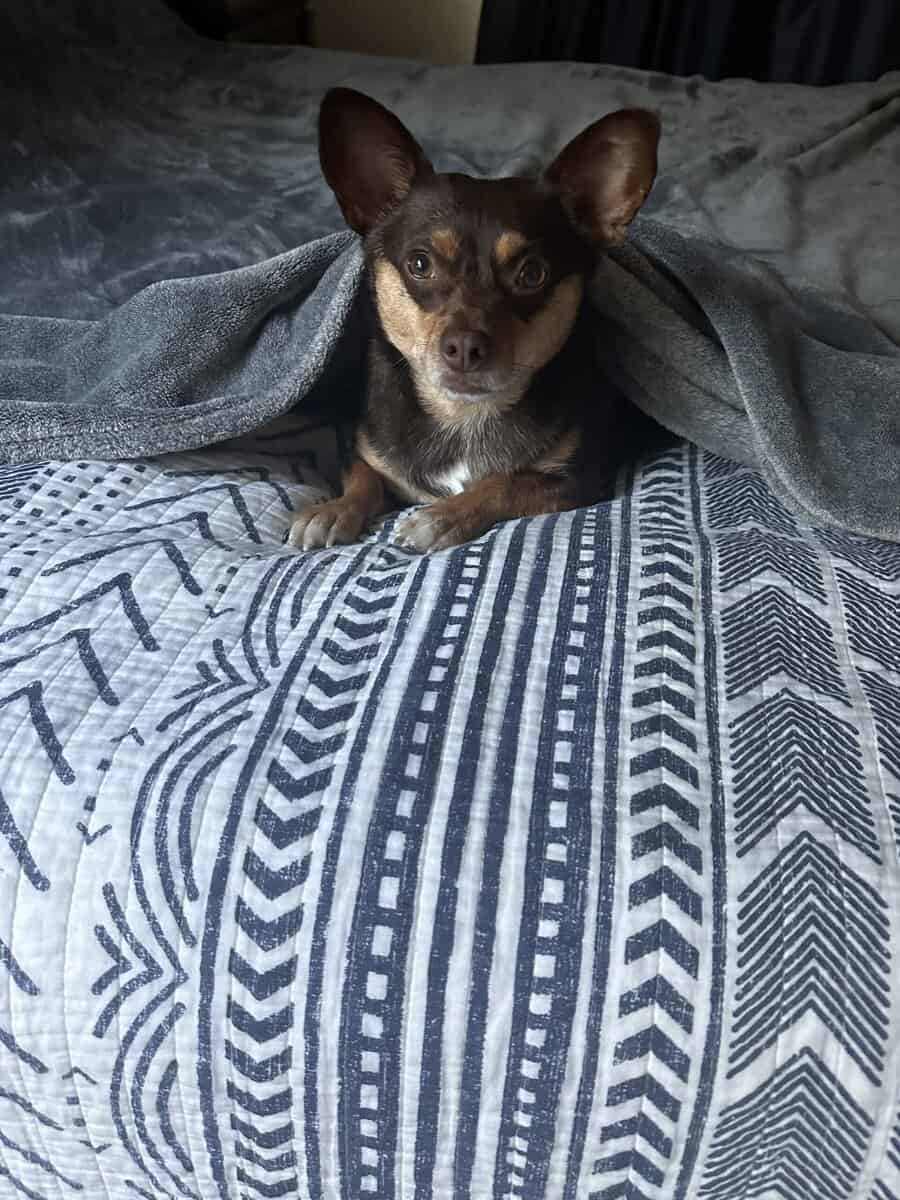 Adult Chihuhua Mix Looking for Loving Home image 4